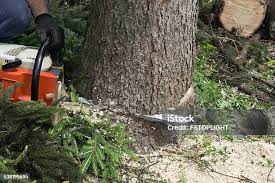 Best Seasonal Cleanup (Spring/Fall)  in Pinetop Lakeside, AZ